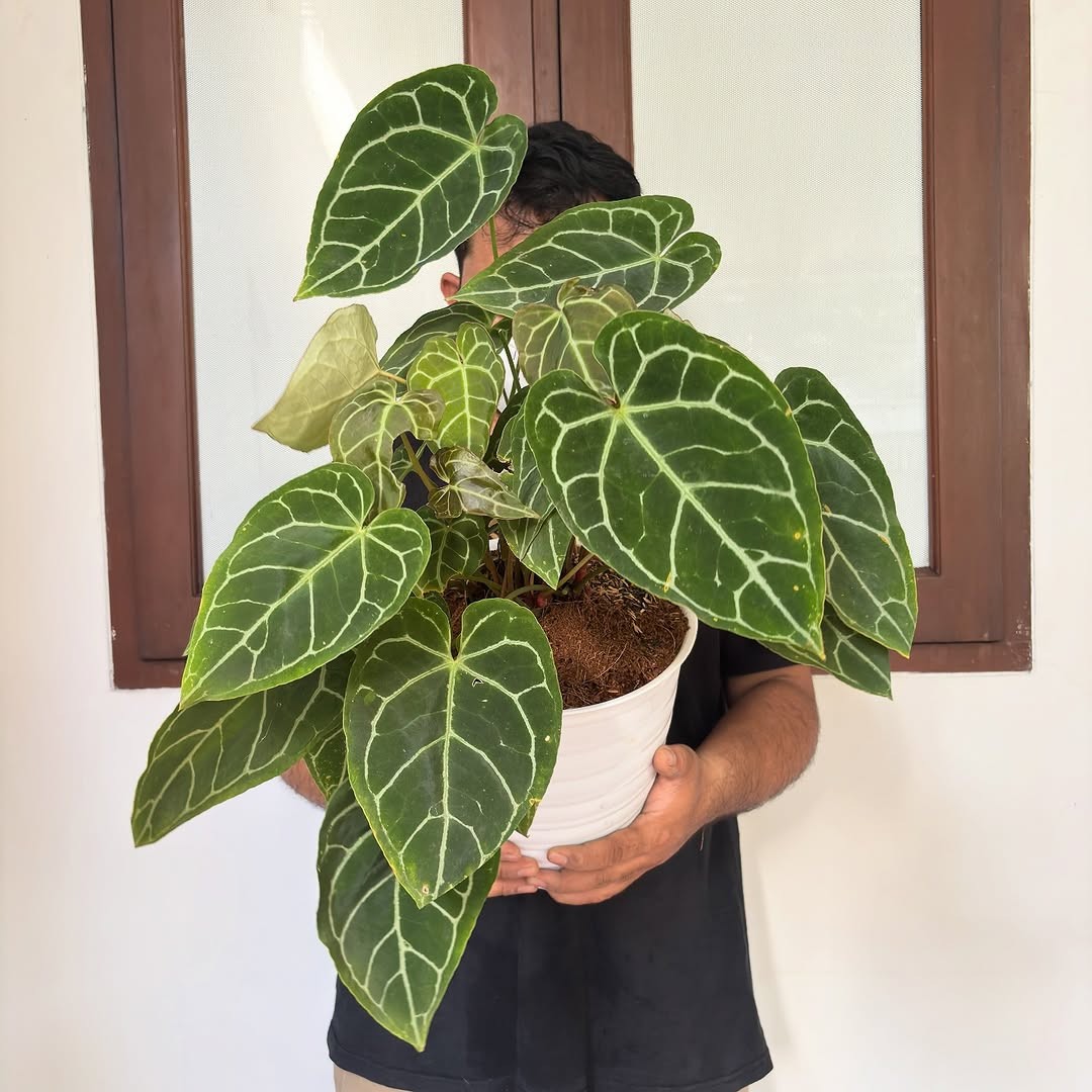 Anthurium Crystallinum KG Mutation Variegated Lush Leave Real Picture