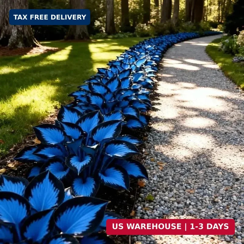 210+ Hosta Seeds – Rare Perennial Flower Seeds for Shade Gardens, Long Blooming