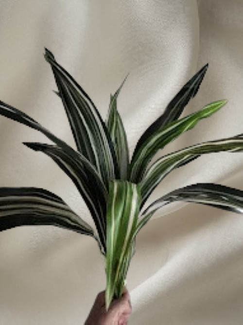 20″ Artificial dracaena bush