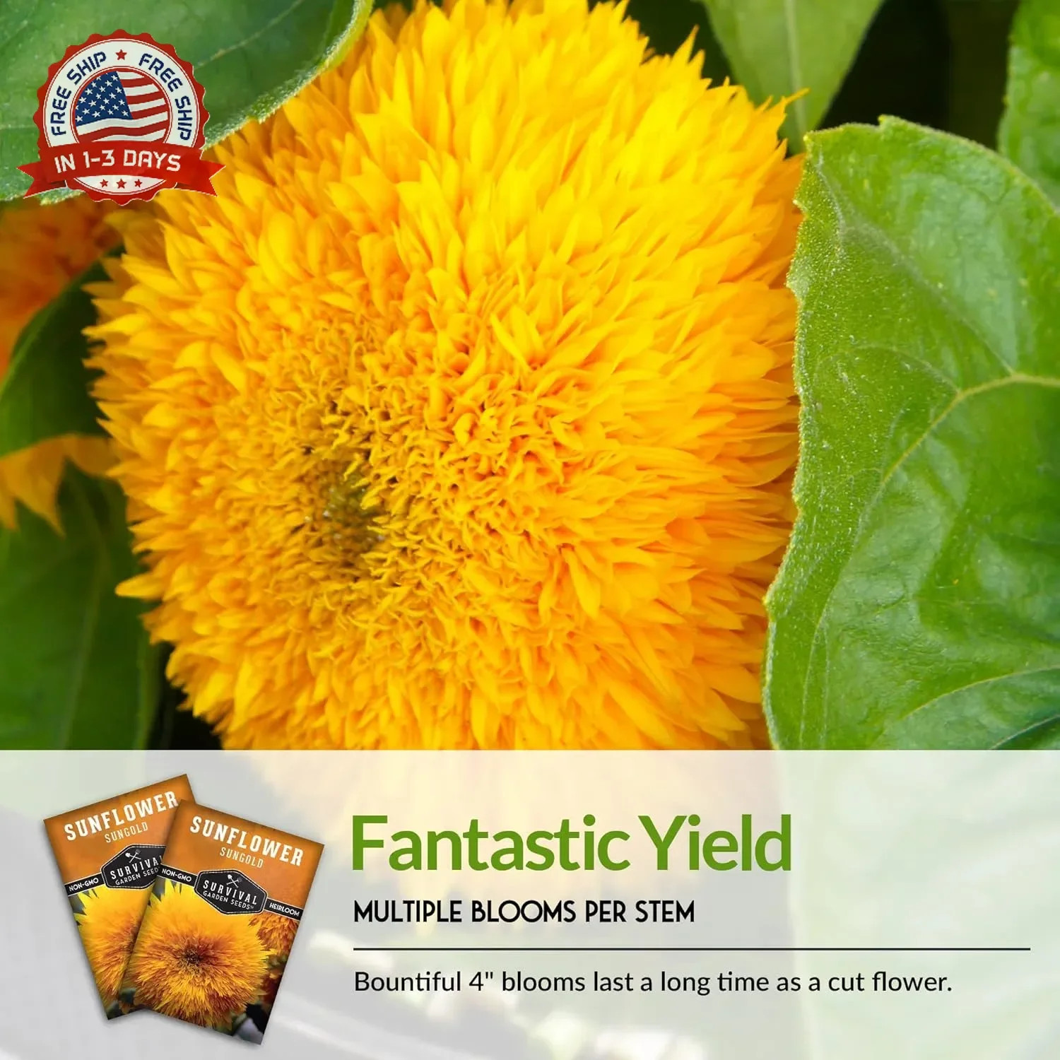 Sungold Teddy Bear Sunflower Seeds for Planting – Dwarf Flower with Fluffy Pom-P