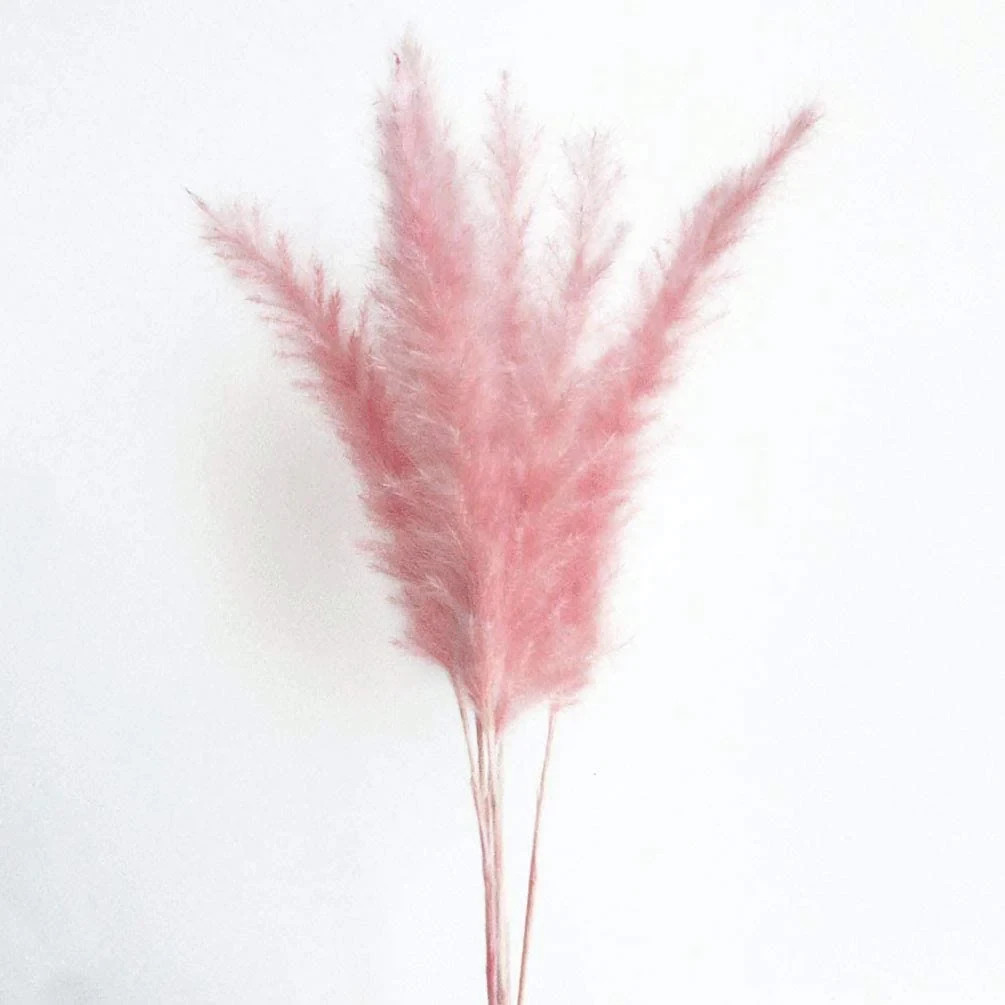 15 stems Pink Pampas Grass 20″-21″