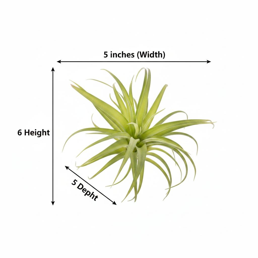 Artificial Air Plant Set of 3 Real Touch Faux Tillandsia Plants Small Faux Air P