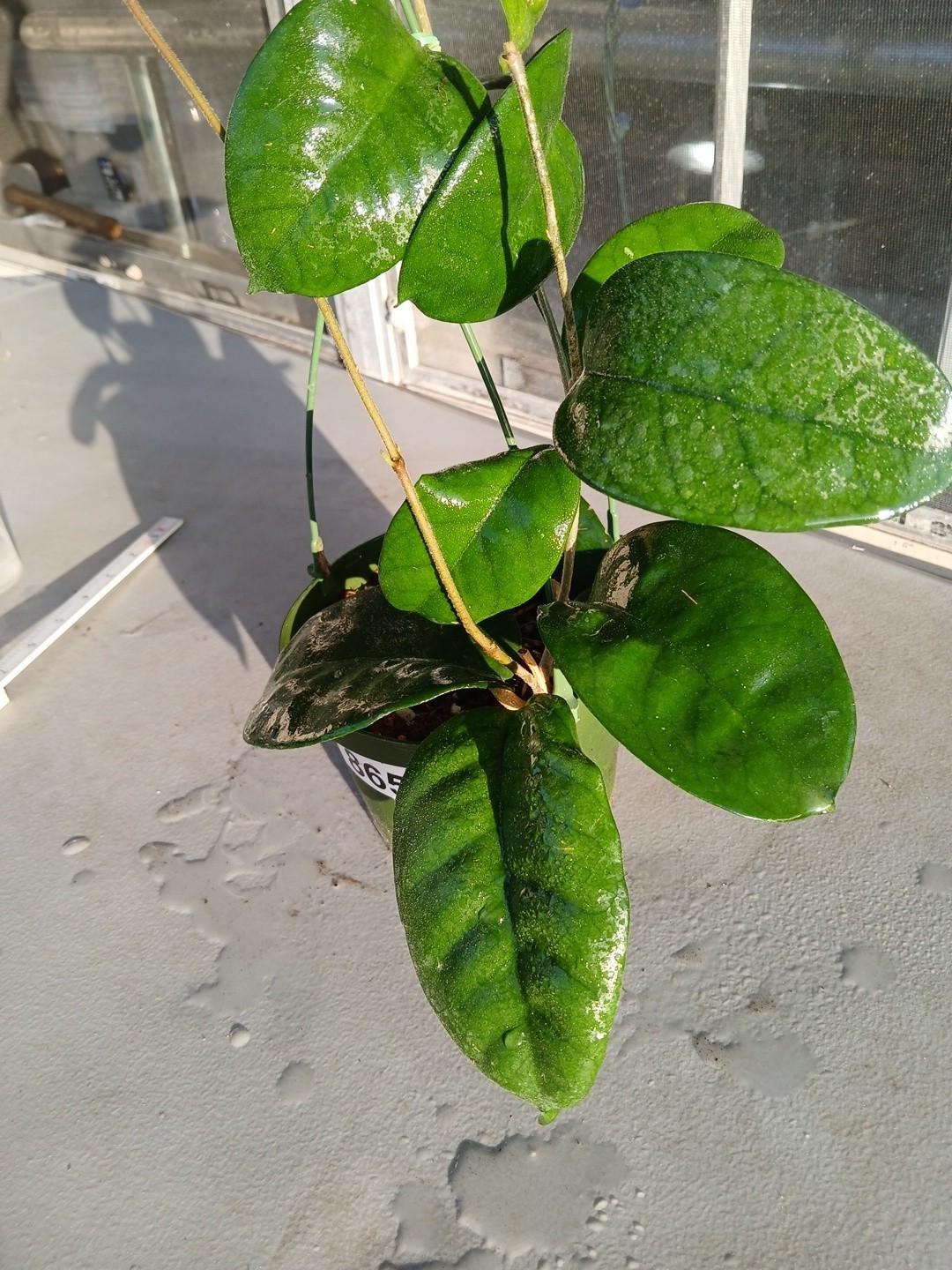 #865- HOYA FUNGI LIVE PLANT, LARGE LEAVES, LARGE PLANT,5″INCHES HANGER POT,