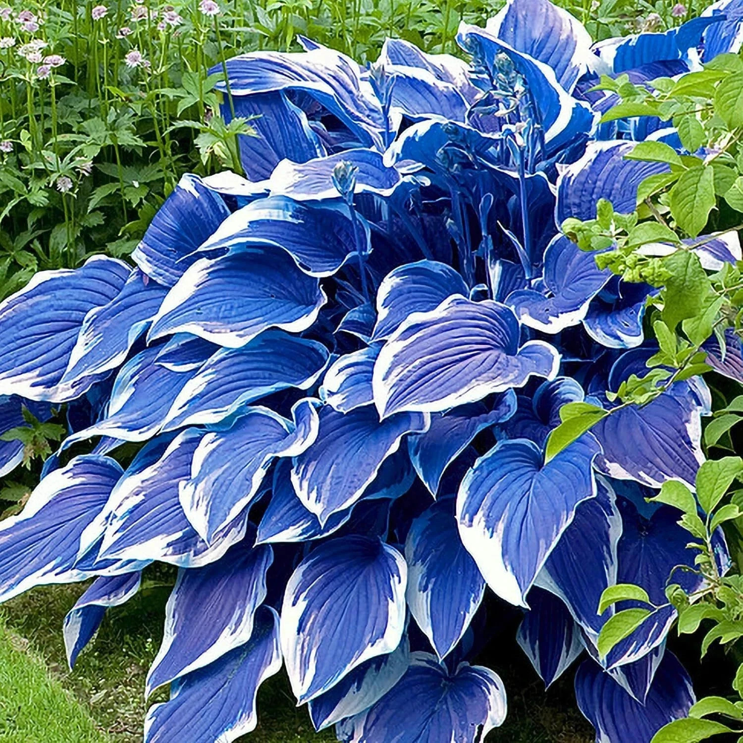 Hosta Seeds Perennial, 200pcs Hosta Plants Bulb Grow Easily Blue White Flower