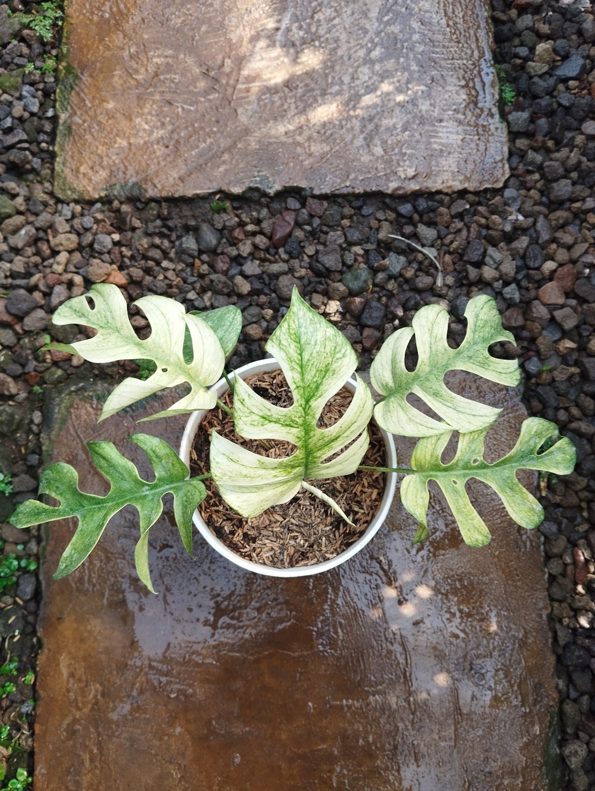 Raphidopora Tetrasperma White Monster Variegated Real Picture Free Phitosanytari