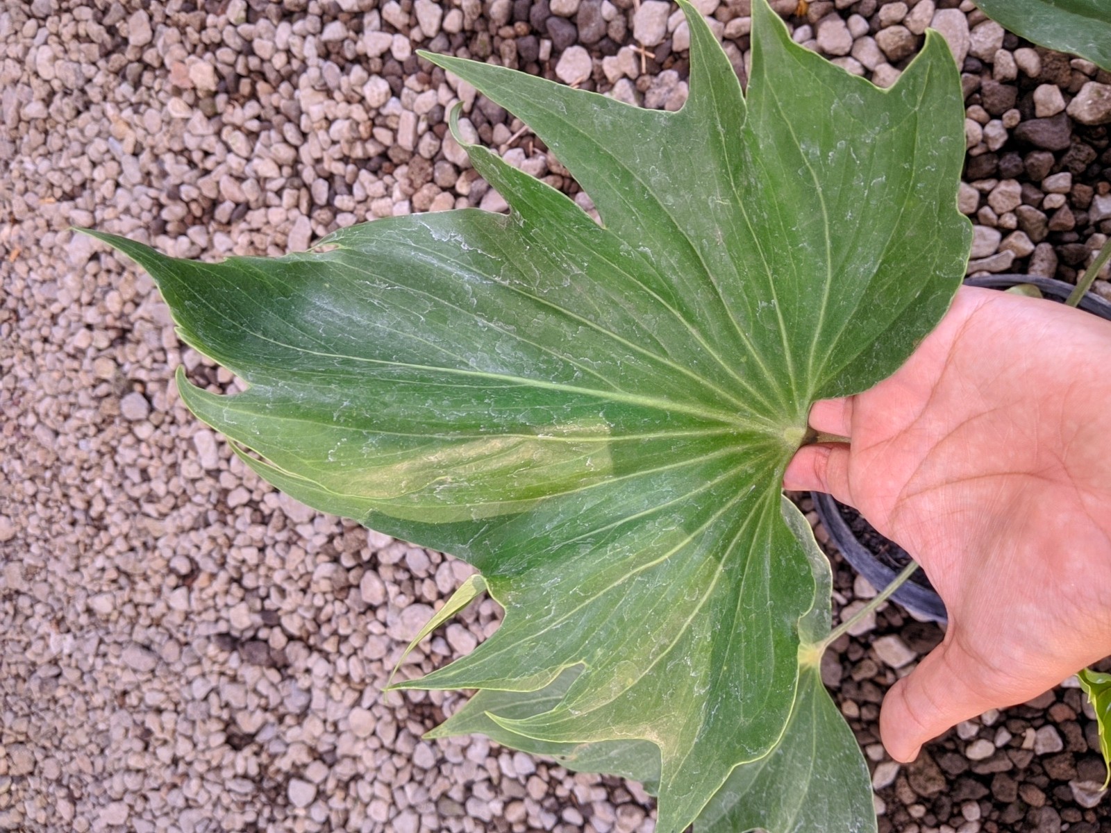 Anthurium Ecuador Butterfly Green Beauty Large Size Real Picture