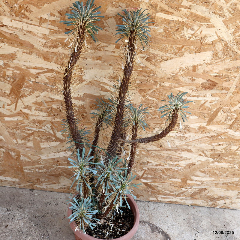 D4592 EUPHORBIA MULTIFOLIA pot25-H72-W32 cm MaMa Cactus