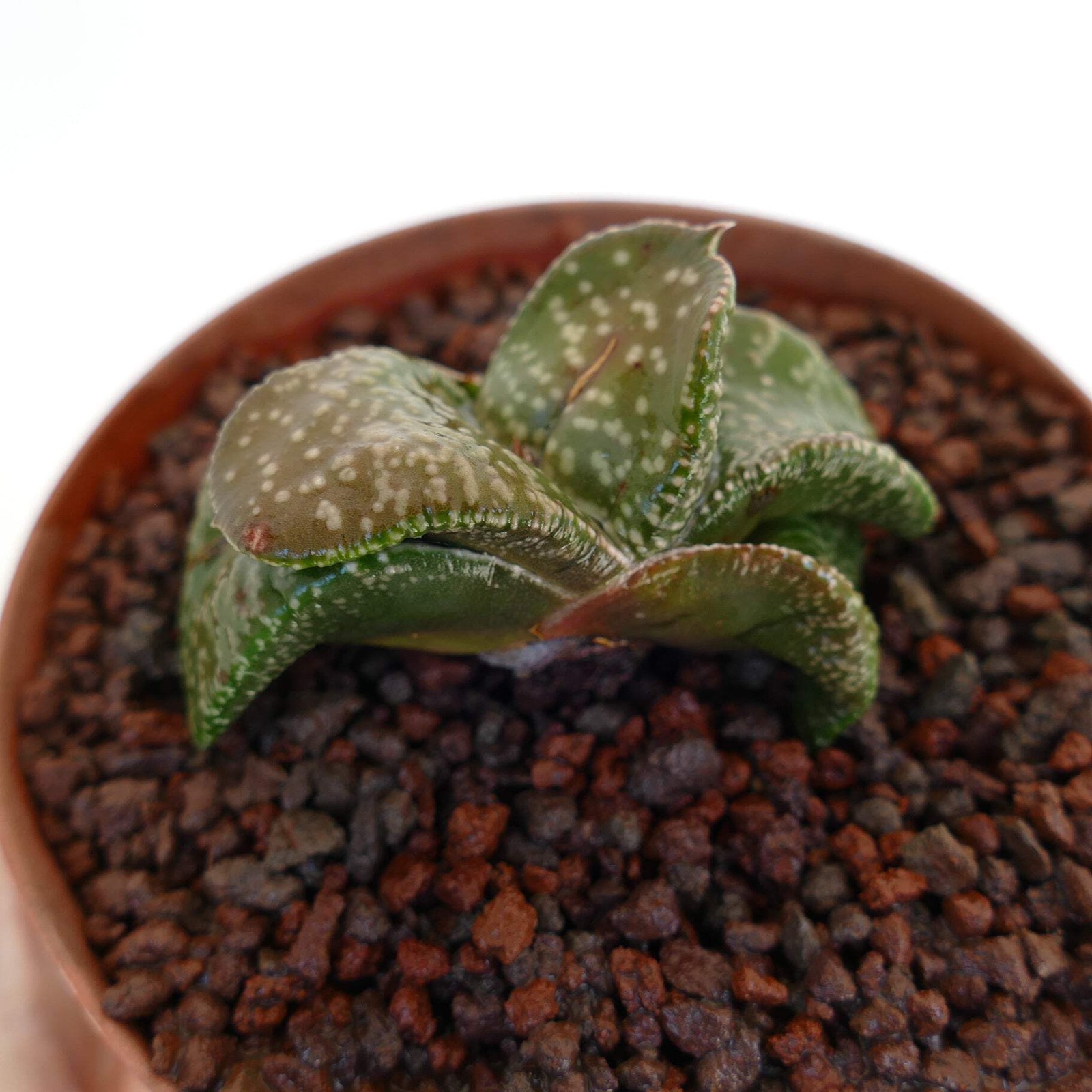 Gasteria armstrongii cv ‘White Pearl’ (FAT LEAVES) – Gasteria | Armstrong’s gast