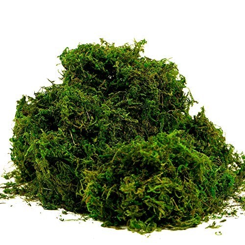 Realistic Decorative Moss – 225g Fresh Green for Crafts & Indoor Decor