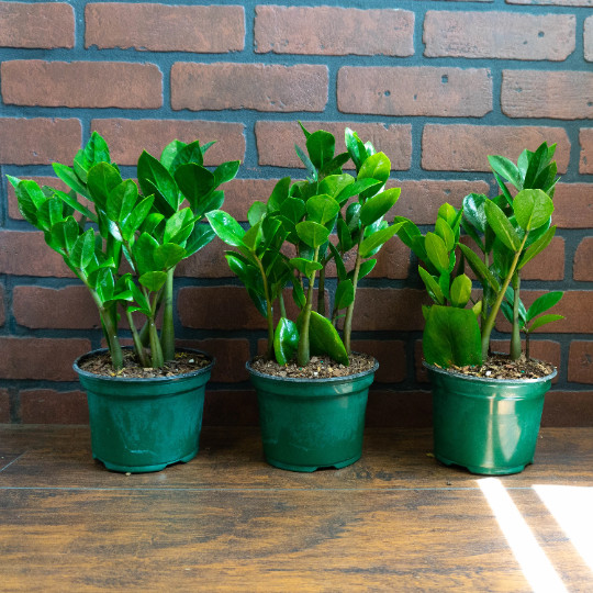 ZZ Plant with 6″ inch Potted Live Houseplant | Zamioculcas Zamiifolia