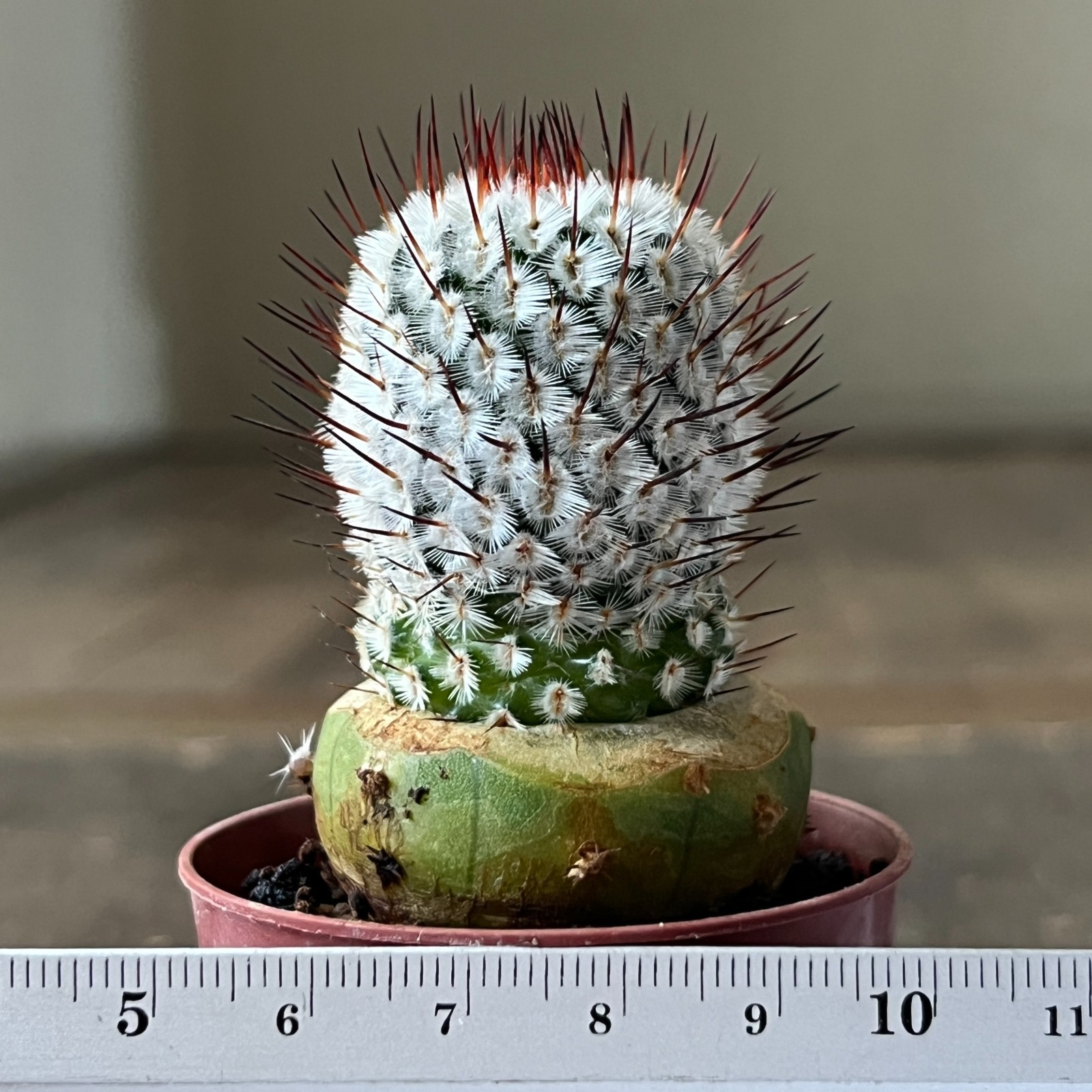 A50-455 Mammillaria andersoniana, grafted
