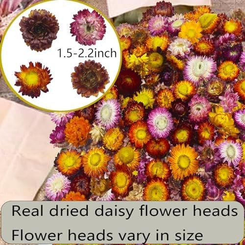 60 Pcs Natural Dried Daisy Flowers Heads Bulk Gerbera Daisies Multicolor Real Su