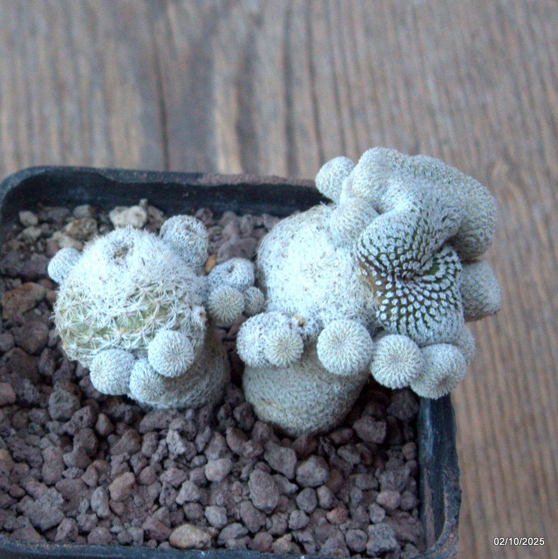D6817 EPITHELANTHA MICROMERIS MONSTER CRESTED pot7-H6-W8 cm MaMa Cactus