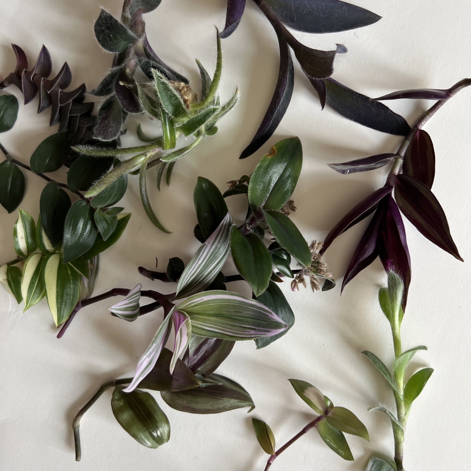 No Root Plant cuttings 13 Different Types Wandering Jew