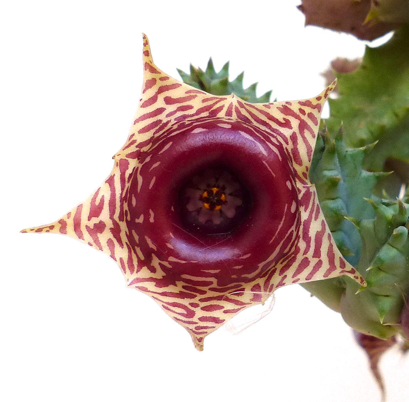 Huernia zebrina UNROOTED CUTTING – Lifesaver plant | Little owl eyes
