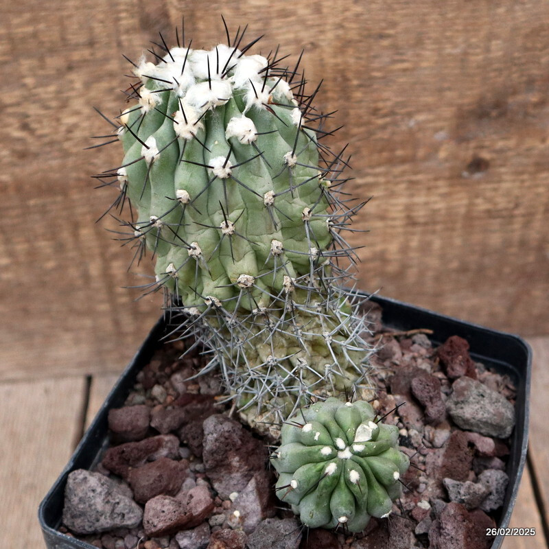 D3210 COPIAPOA CUCICENTRA pot14-H16-W13 cm MaMa Cactus