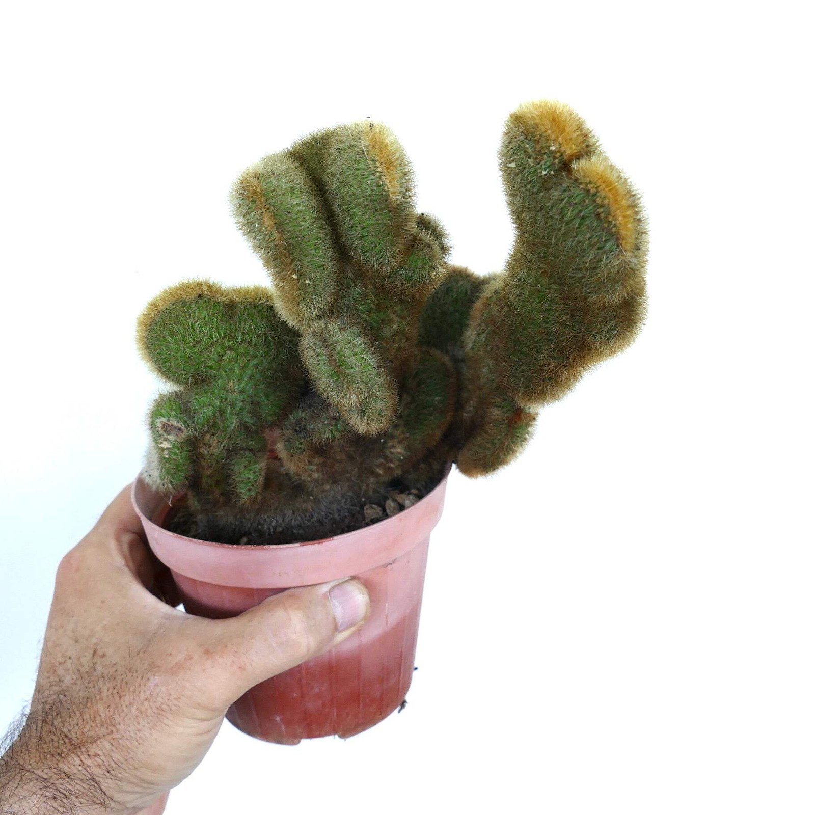 Cleistocactus parapetiensis CRESTATO – CRESTED Silver torch | Silver candle