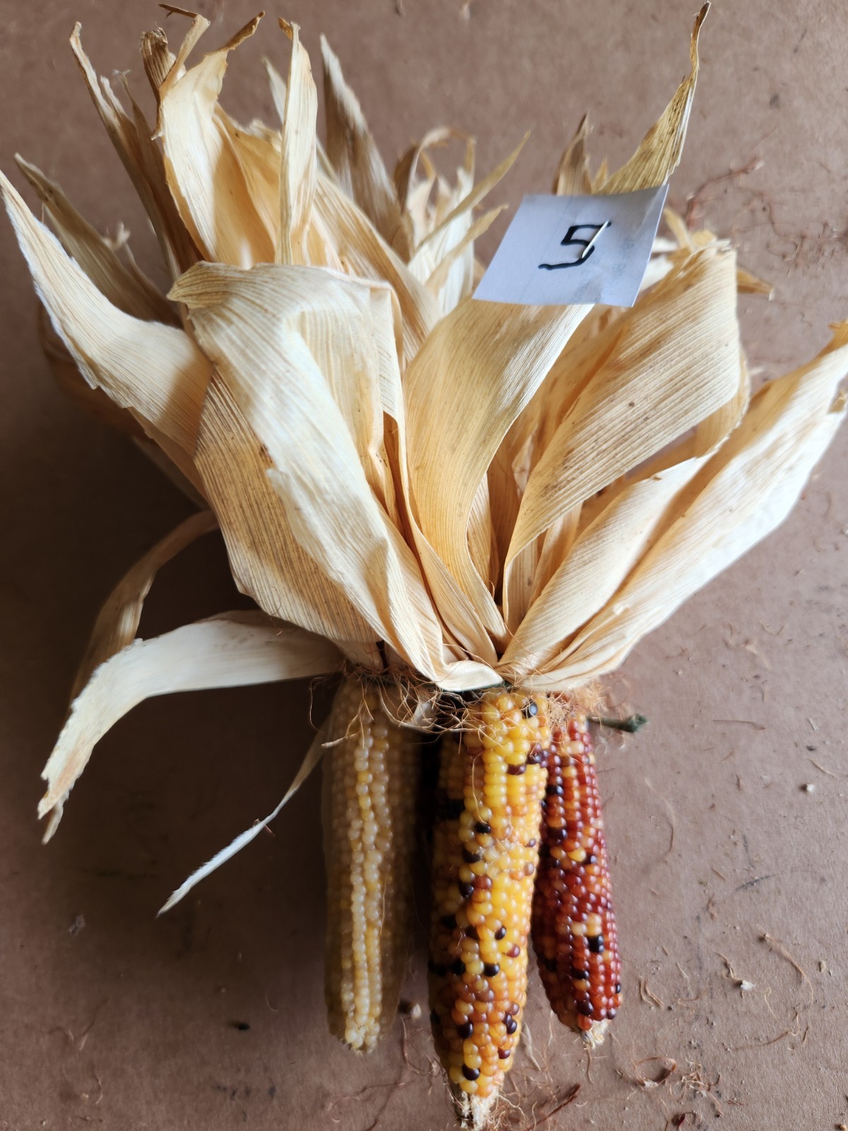 Mini Indian Corn, Approx 5″ Long – Thanksgiving, Fall, Decor, Small #5
