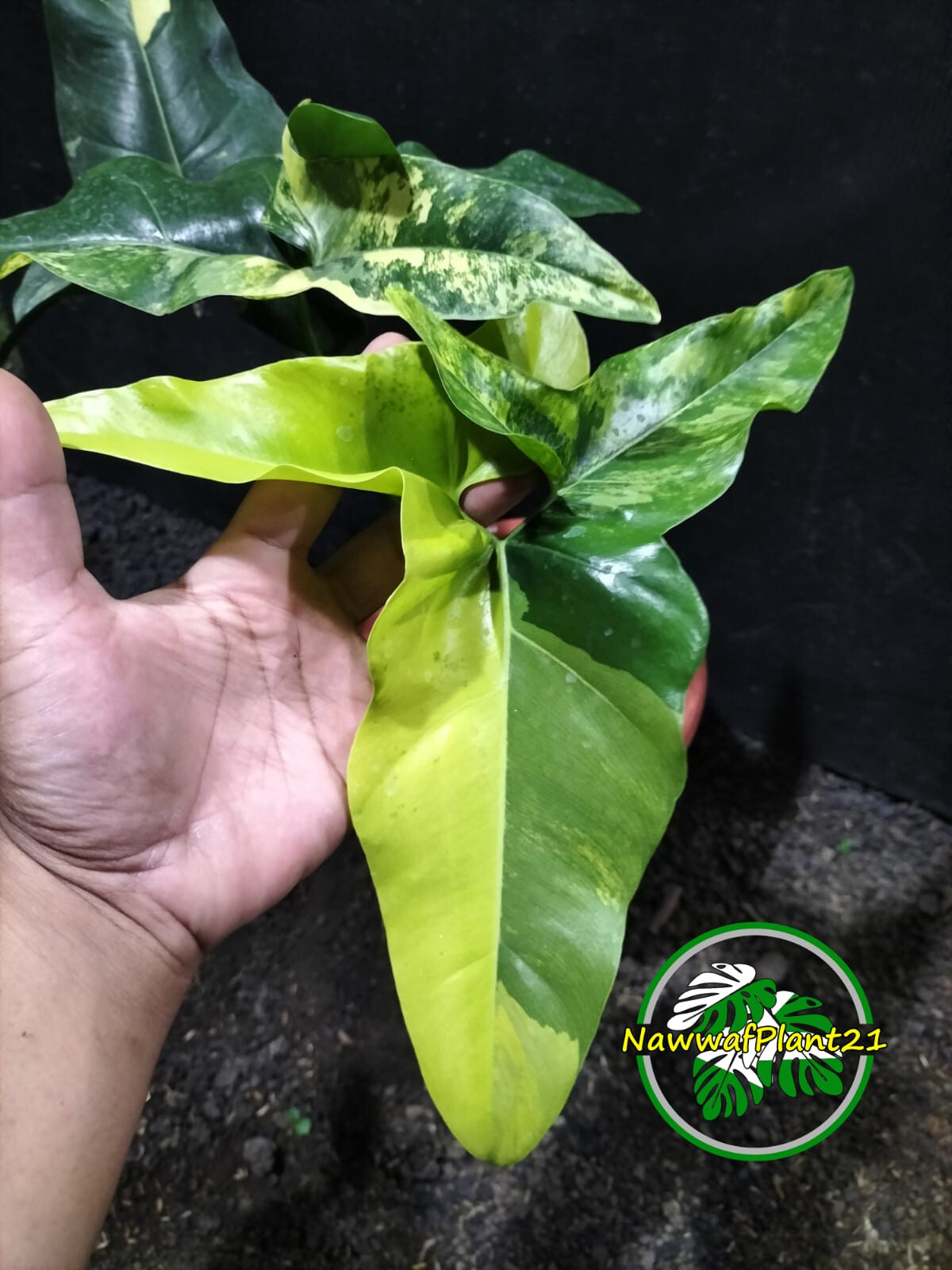 Thaumatophyllum Angela Variegated Size Large Lush Leaf Real Picture