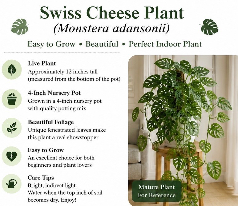Swiss Cheese Plant /Monstera adansonii Live Plant 12″ Tall With 4″ Pot