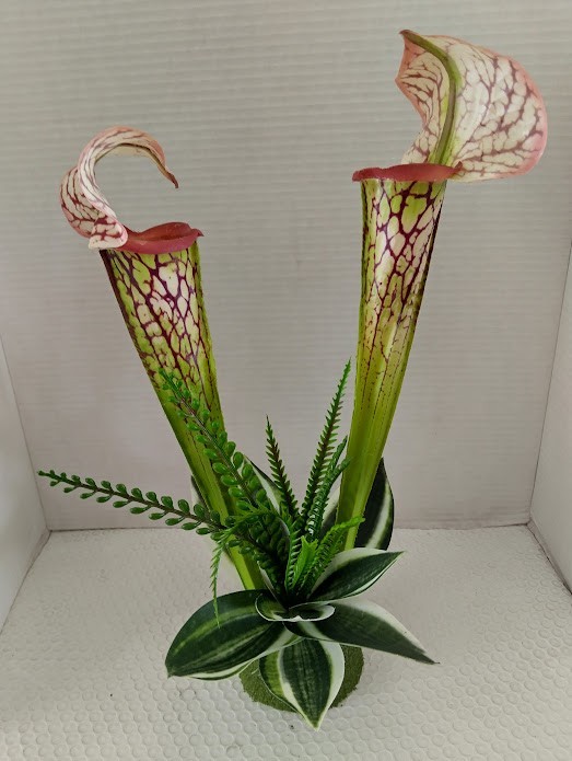Pitcher plant table Decoration