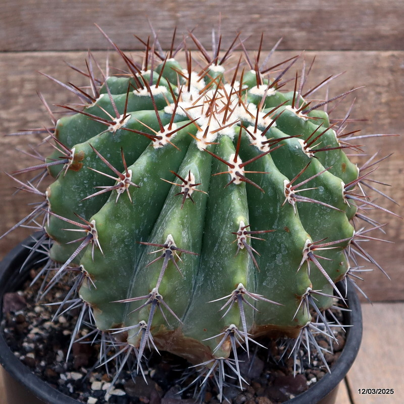 D2855 ECHINOCACTUS PLATYCANTHUS SANTO DOMINGO pot22-H19-W18 cm MaMa Cactus
