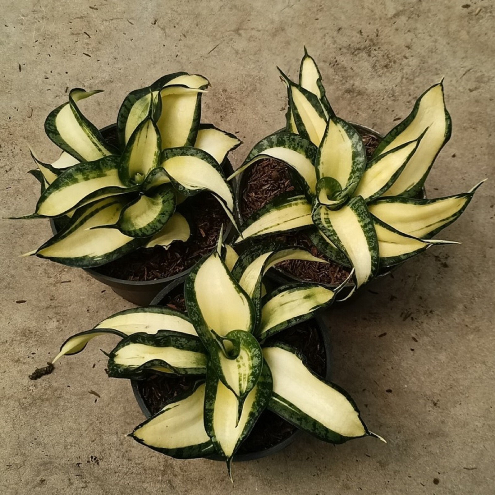 Sansevieria Golden Wendy Rare Unique Snake Plant