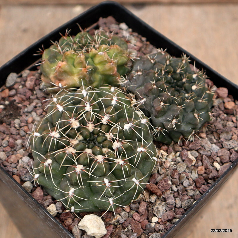 D601 GYMNOCALYCIUM BALDIANUM VARIEGATED pot12-H5-W11 cm MaMa Cactus