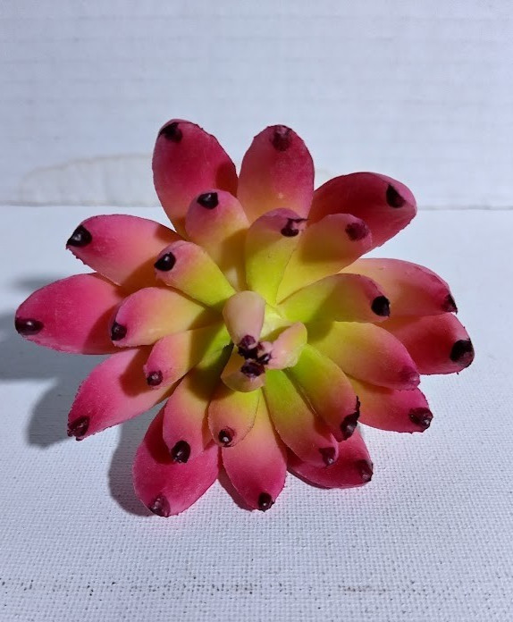 3.5″ sedeveria pick (magenta)