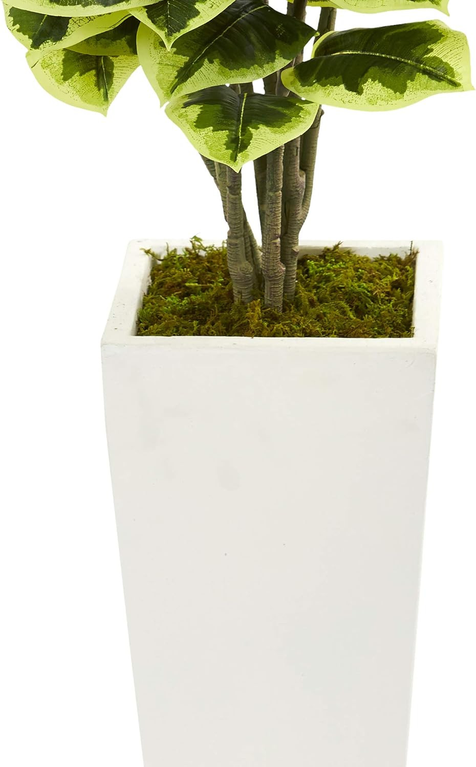 20″ Variegated Rubber Leaf Plant in Elegant White Tower Vase
