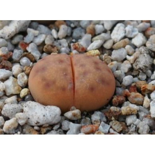 MIX LITHOPS SEEDS 100 PCS 2020 harvest /approximately 20 species/