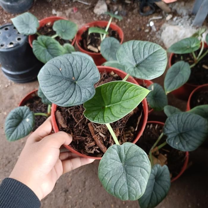 Alocasia Melo Badak – Thick Textured Grey Leaves Live Plant Grow in Pot