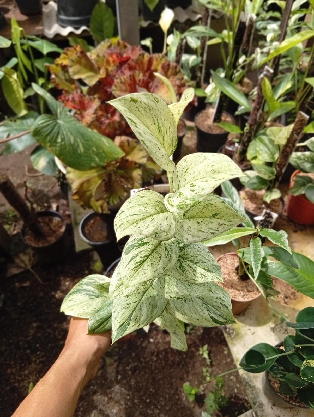 Real Picture Scindapsus White Marble Queenn Variegated Rare Plant