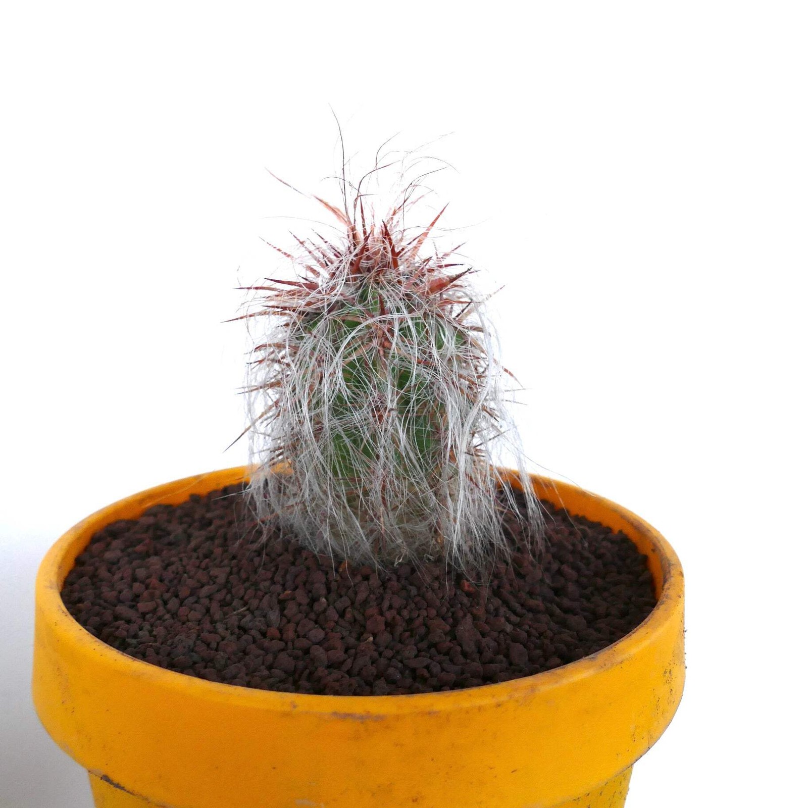 Oreocereus celsianus STRONG RED SPINES – Old man of the mountain | Mountain cact