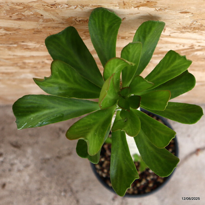 D4593 EUPHORBIA POISSONII pot19-H48-W6 cm MaMa Cactus