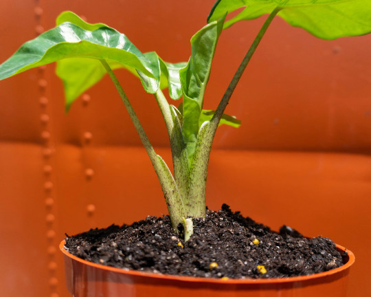 Alocasia Low Rider | Live Tropical Plant 6″ inch Pot | Elephant’s Ear Houseplant