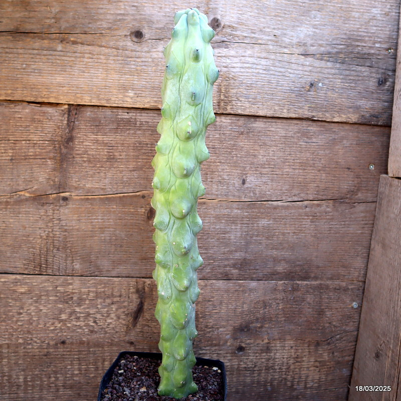 A5941 MYRTILLOCACTUS FUKUROKURIUZINBOKU pot14-H45-W7 cm MaMa Cactus