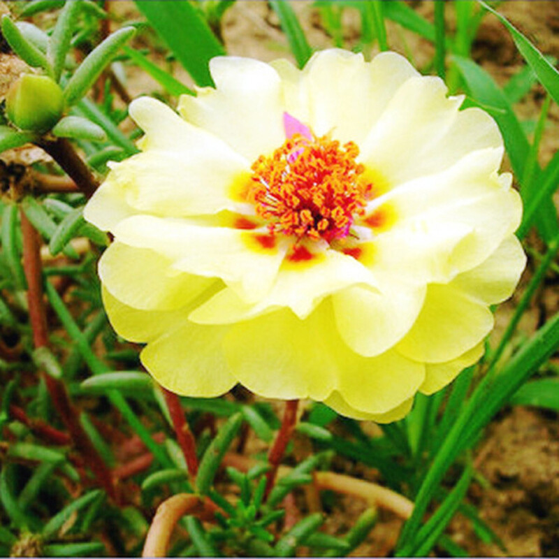 100 SEEDS Moss Rose Portulaca Double Flowered Mix
