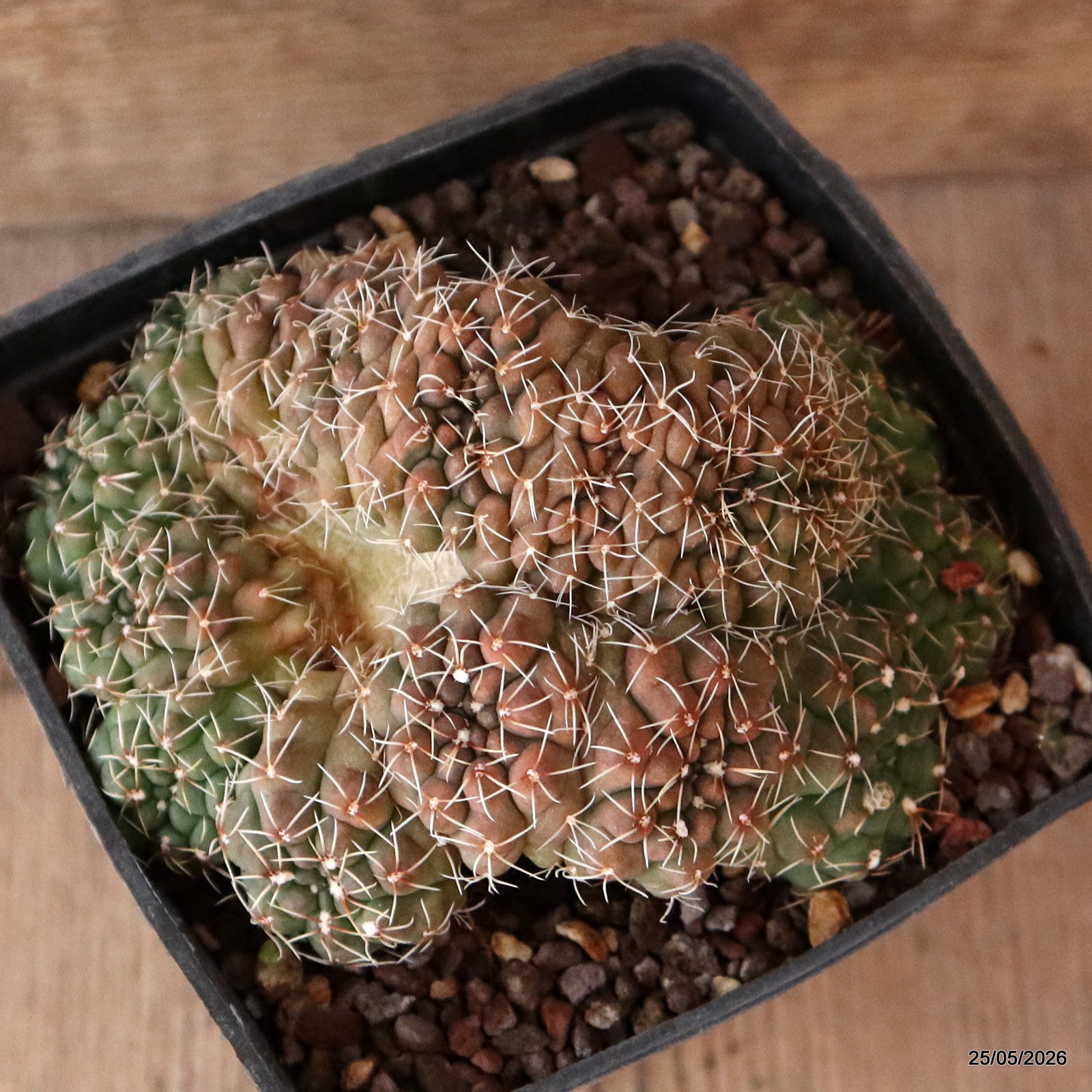 A8042 GYMNOCALYCIUM BALDIANUM MULTIHEADS pot10-H6,5-W11,5 cm MaMa Cactus