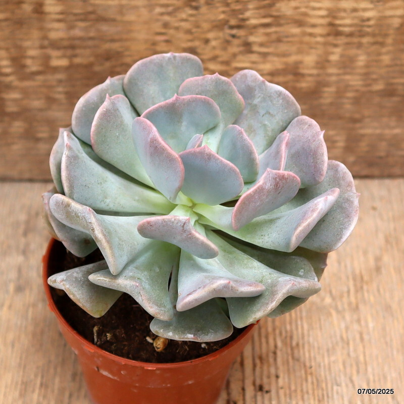 D3939 ECHEVERIA RUNYONII “TOPSY TURVY” pot8,5-H10-W12 cm MaMa Cactus