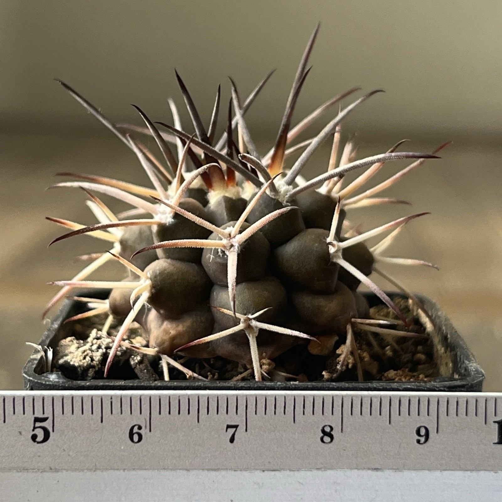 A37-1403. G. delaetii, spine selection In 2 generation, own root