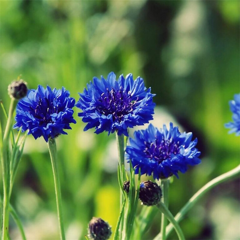 100 Dwarf Blue BACHELORS BUTTON CORNFLOWER Centaurea Cyanus Flower Seeds