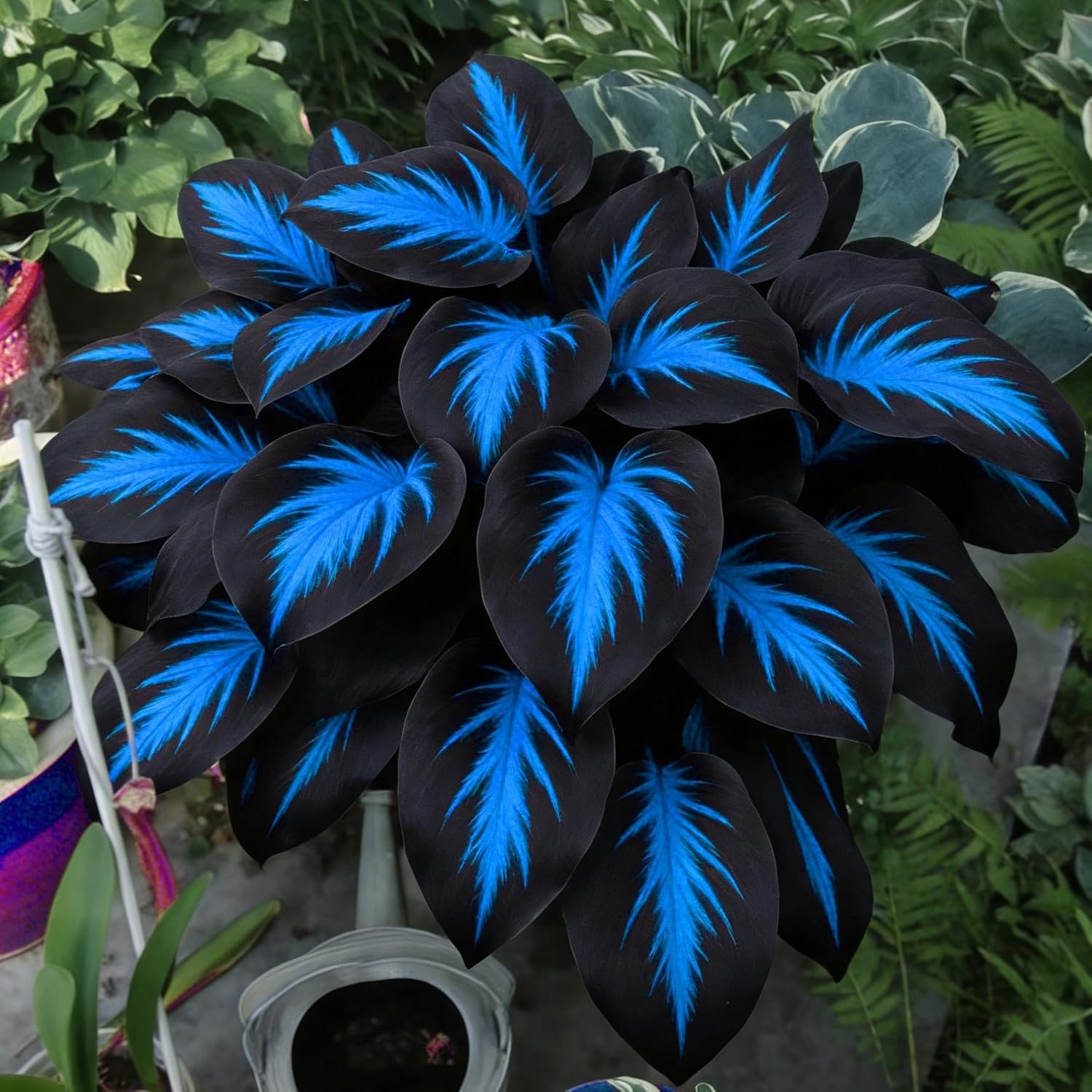 Hosta Seeds for Planting, 290+pcs Rare Perennial Hosta Flower Seeds Plants, Non-