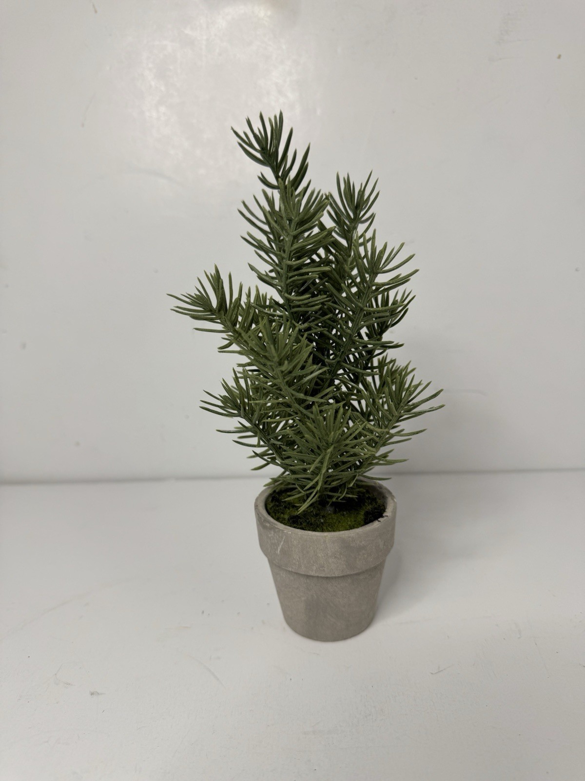 Spruce Potted Plant 6in Tall In Small Terracotta Pot