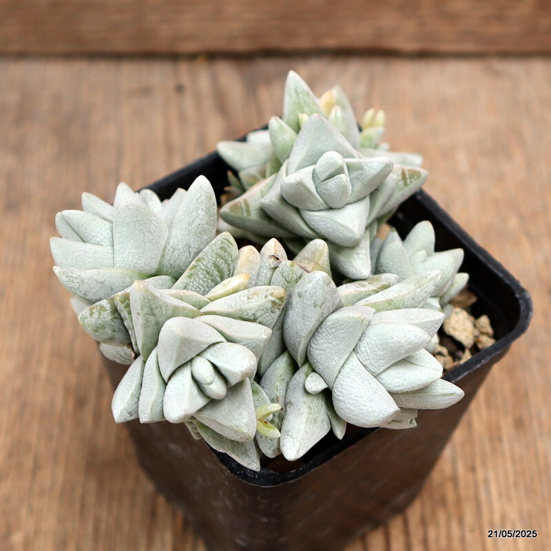 D4252 CRASSULA CORNUTA pot7-H7-W11 cm MaMa Cactus