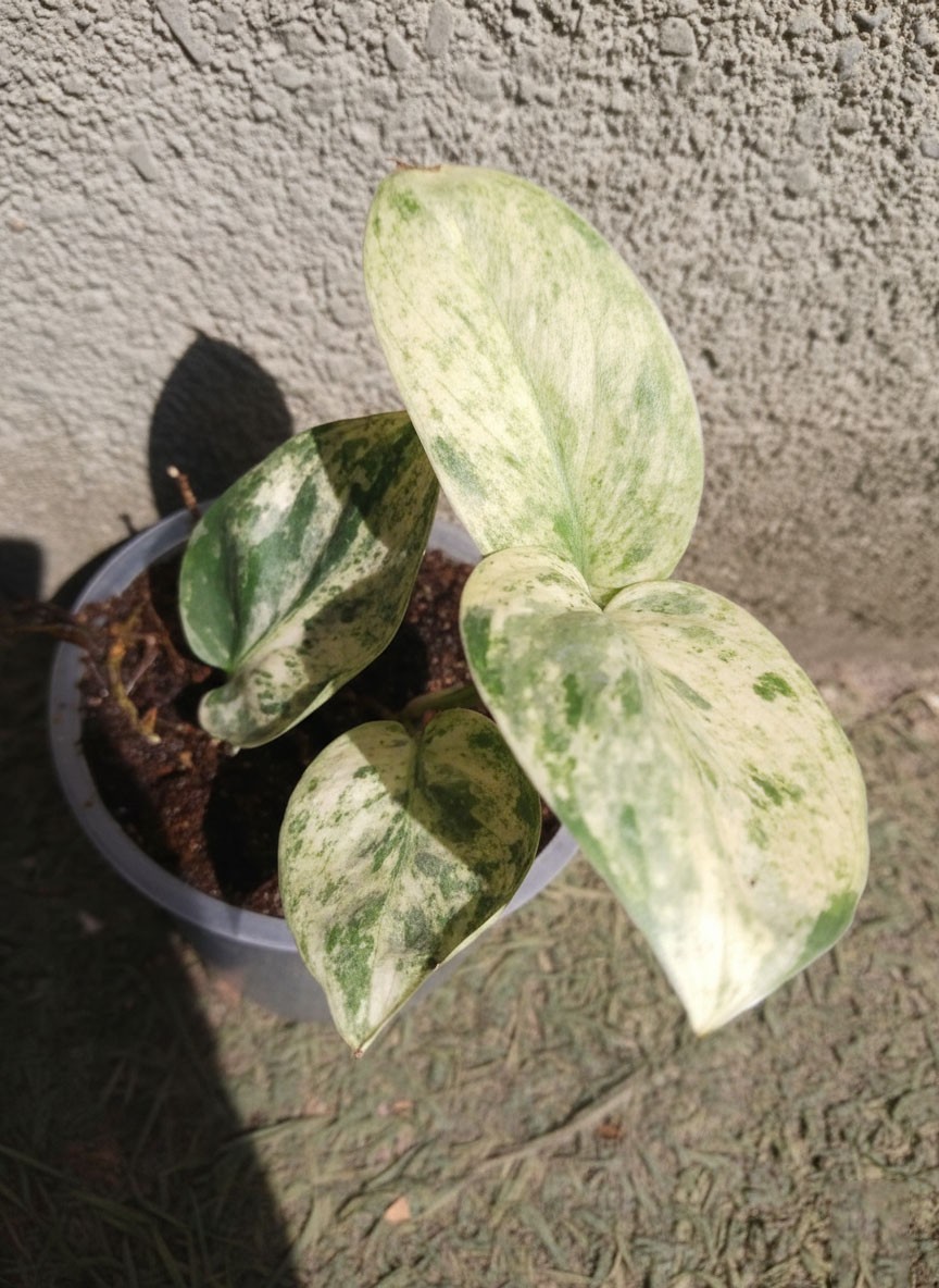 Scindapsus Halimoon Variegated – Rare Aroid Vine – Collector Aroid