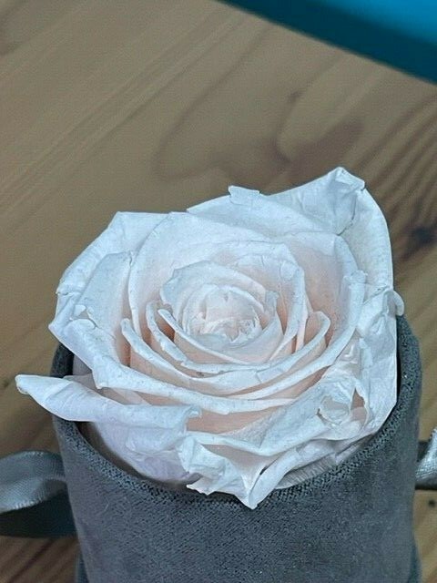 VENUS ET FLEUR FLOWER ROSE SCENTED LE MINI ROUND BOX PRESERVED ROSE DECOR