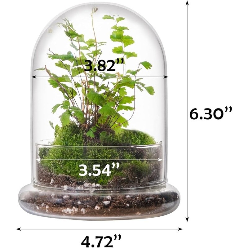 Exquisite Glass Terrarium Dome Mini Cloche Indoor Plants Display Container New