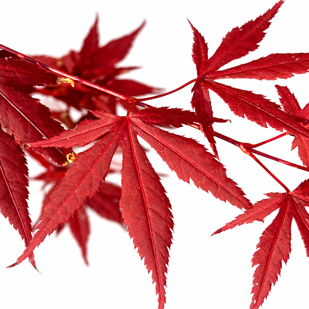 Acer palmatum cv atropurpureum GRAFTED 60-80cm | Japanese maple | Smooth Japanes