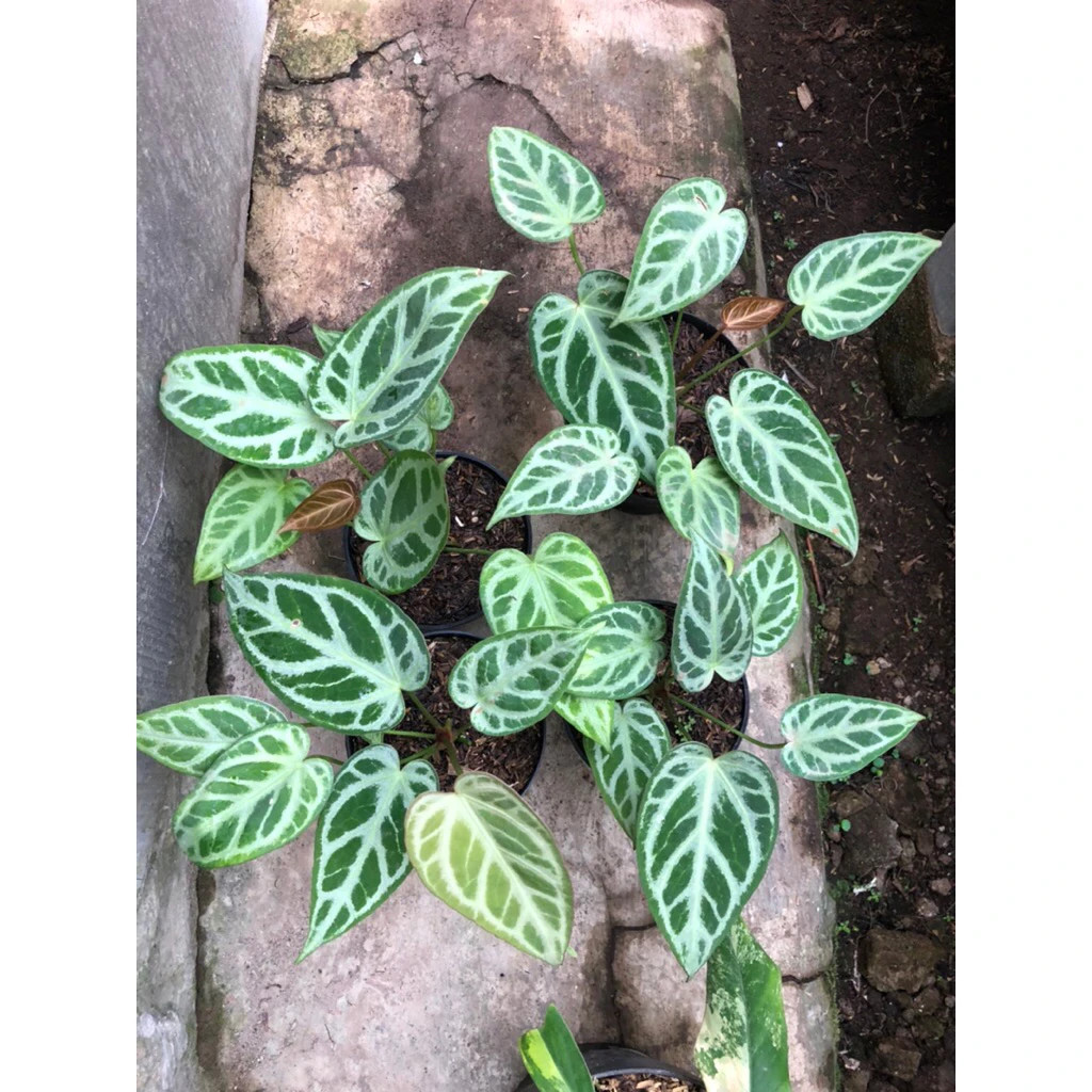 Anthurium Silver Blush Unique Live Tropical Exotic Plant Rare PL147